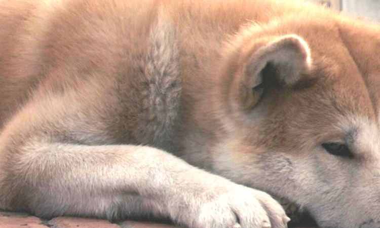 prohiben perros en corea del norte