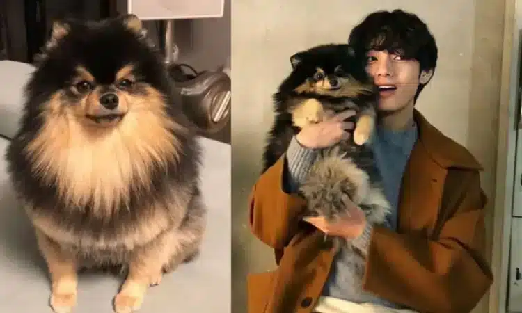 #3YEARSWITHYEONTAN ARMY celebra el cumpleaños de Yeontan, la mascota de V