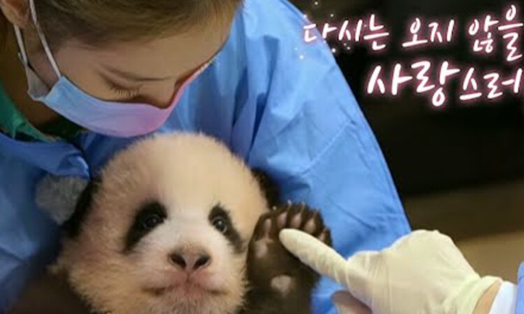 BLACKPINK es víctima de críticas en china por supuestamente “poner en peligro” de a un panda bebé