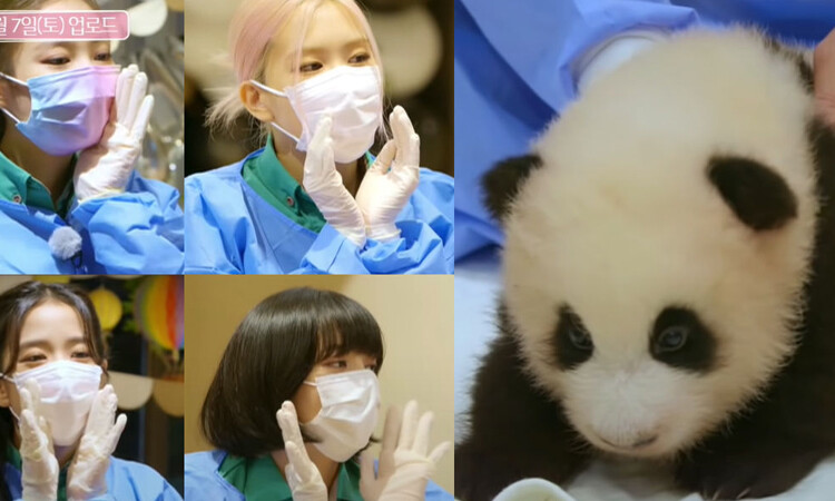 Profesor de la Universidad de Sungshin critica a los netizen chinos y menciona que las celebridades chinas tocan a los pandas con las manos