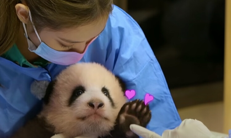 Blackpink bajo supuesta investigación en china, 