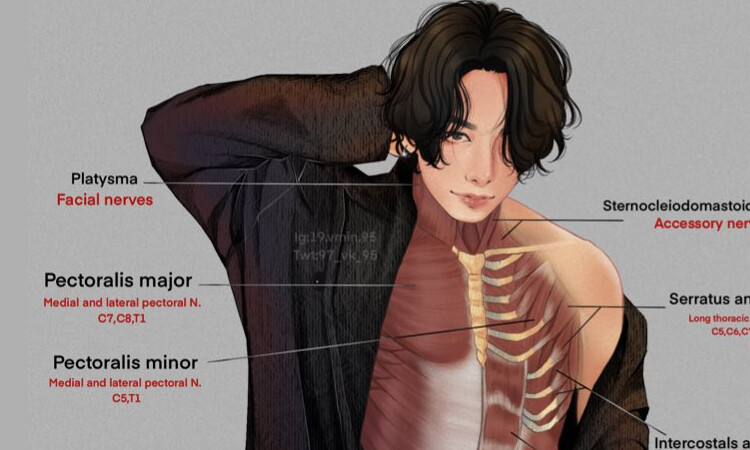 ¿Estudias anatomía humana y eres ARMY? Estas imágenes te ayudarán a estudiar