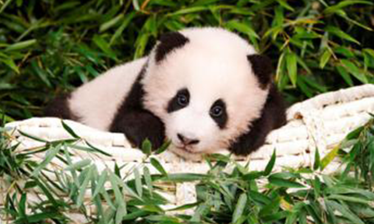 Nace el primer panda en Corea del Sur