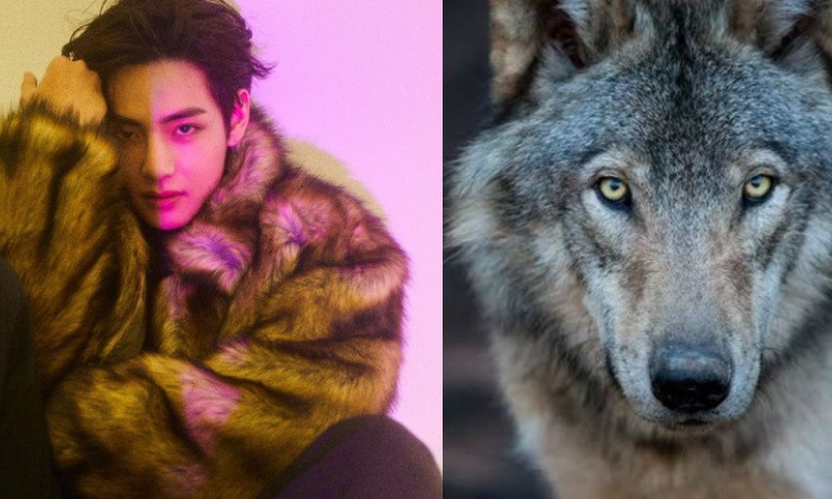 Fans de V de BTS adoptan un lobo europeo para celebrar su cumpleaños