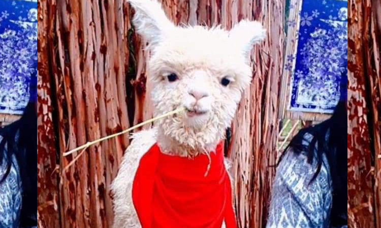 Acusan a fanbase de ARMY en Perú de adoptar una alpaca y dejarla morir