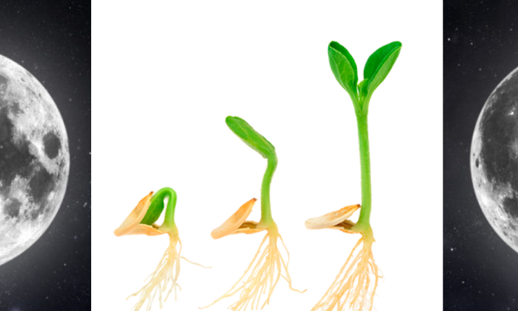 China presentan el primer cultivo aeroespacial de arroz en la luna