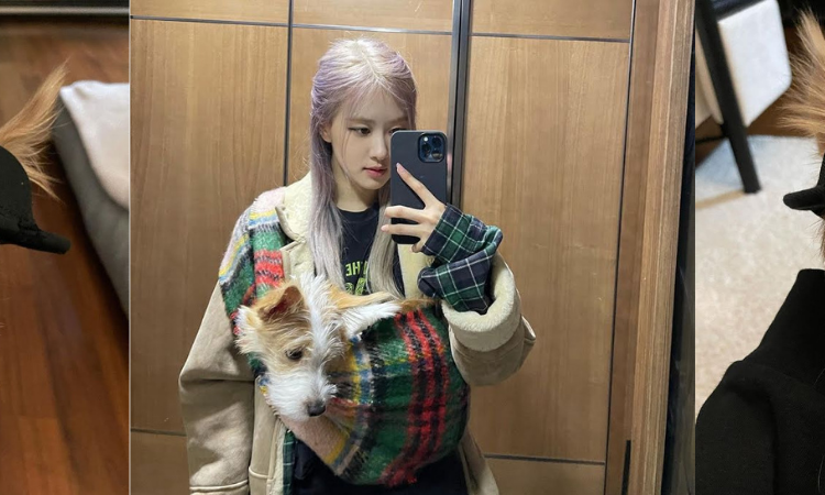 El perro de Rosé de BLACKPINK es tan rico que incluso usa accesorios de Saint Laurent