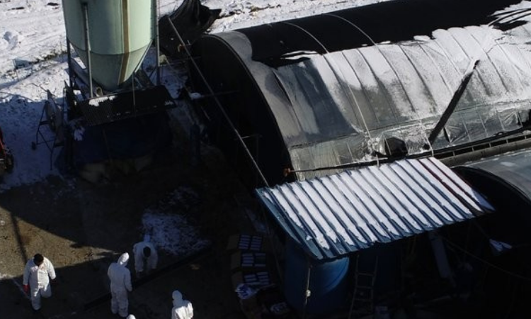 Corea del Sur confirma tres casos de Gripe Aviar