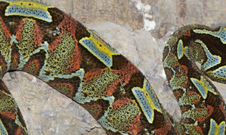 ARMY ¿Sabias que existe una serpiente llamada víbora bitis y tiene el logo de BTS?