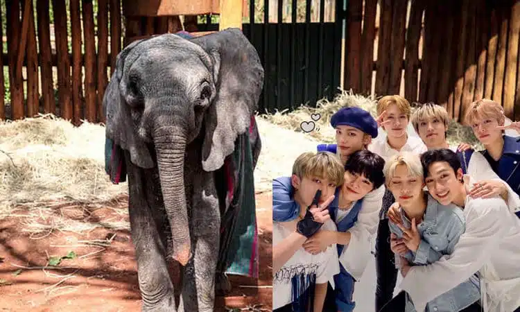 Fan base de Stary Kids en China adopta un elefante por el 3 aniversario del grupo