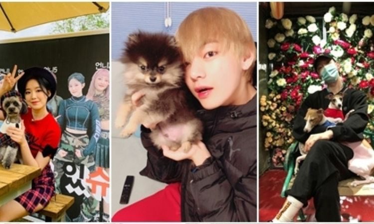 Ídolos de kpop y sus mascotas