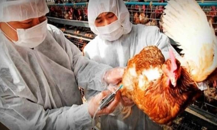 Nuevo virus en China: Se registra primer caso de contagio a humanos de Gripe aviar H10N3