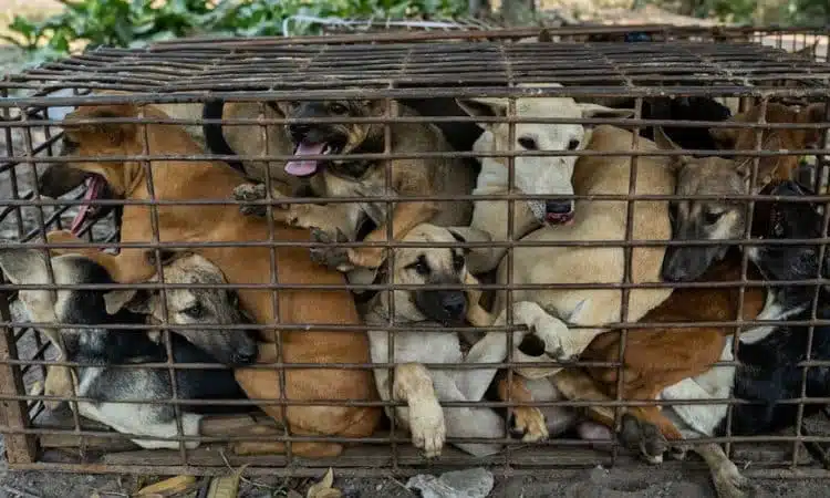Perros enjaulados para convertirlos en carne